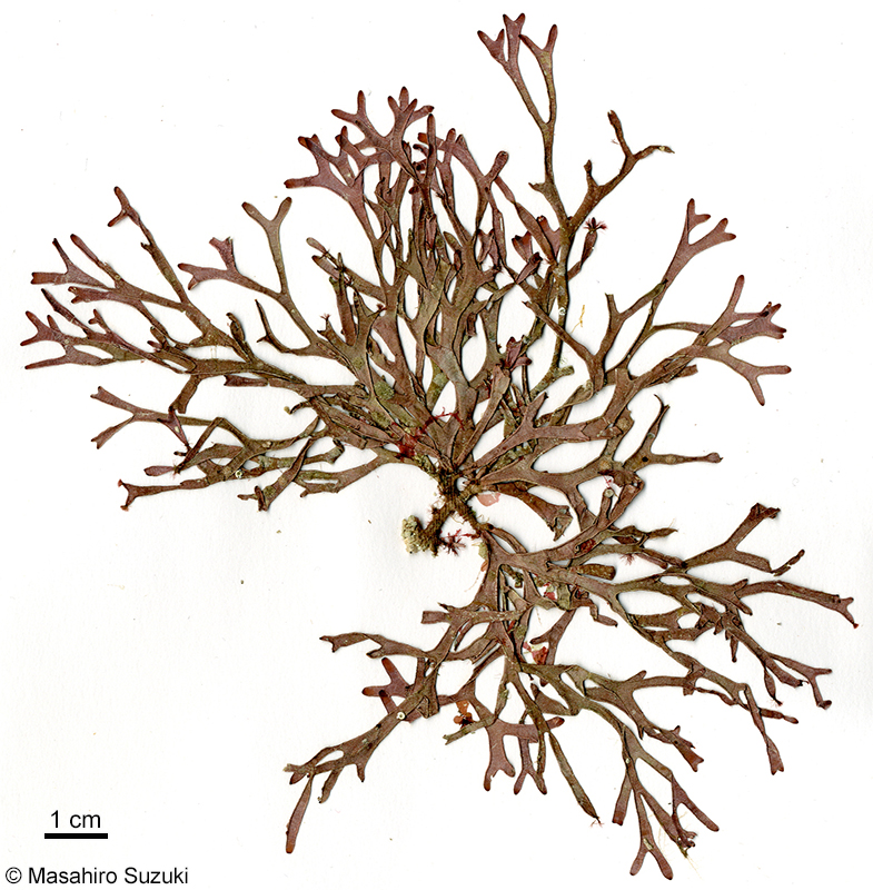 ヒロハガラガラ Dichotomaria latifolia